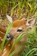 Fawn in tall grass