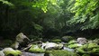 初夏の山の渓流　