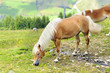 cavallo con criniera bianca al pascolo cavallo con criniera bianca al pascolo