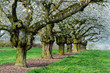 Kirschblüte in Wiesbaden-Frauenstein/Deutschland
