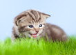little tabby kitten Scottish lying on green grass