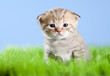 little tabby kitten Scottish on green grass little tabby kitten Scottish on green grass