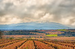 Vignoble des Pyrénées-Orientales sur sol caillouteu Vignoble des Pyrénées-Orientales sur sol caillouteu