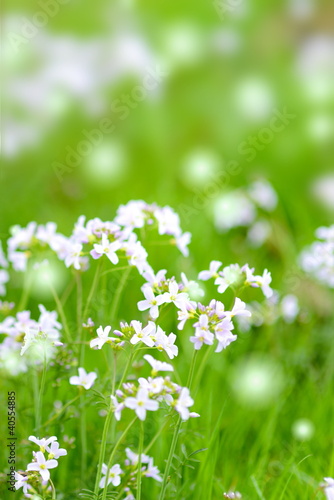 Foto: Wiesenschaumkraut Wiesenschaumkraut