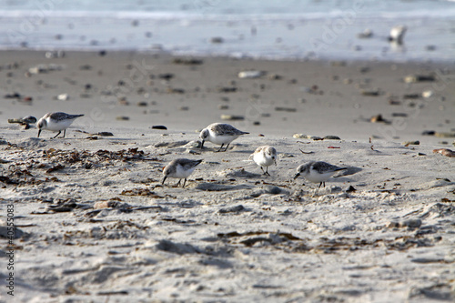 Foto: Knutts an der Nordseeküste Knutts an der Nordseeküste