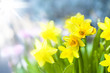 Narzissen/Narcissus