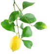 Lemon on a branch with leaves Lemon on a branch with leaves