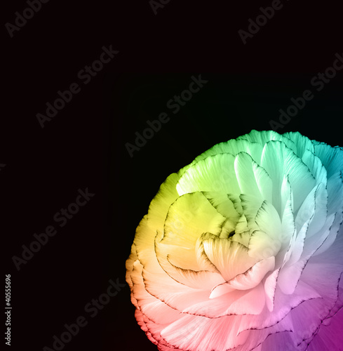 Photo: Multi-coloured bloom Multi-coloured bloom