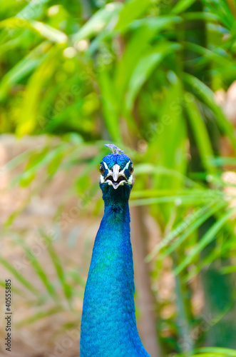 Photo: Closeup of an Indian peafowl head Closeup of an Indian peafowl head
