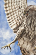 Broad-winged Hawk