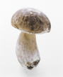 A Porcini Mushroom