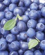 Blueberries (close-up)