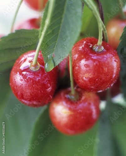 Photo: Sweet cherries on the branch Sweet cherries on the branch