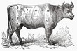Ox (illustration)