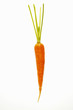 Fresh carrot