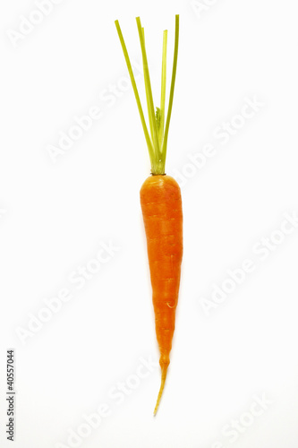 Photo: Fresh carrot Fresh carrot