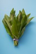 Fresh ramsons (wild garlic) leaves, in a bunch