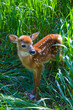 New Born Fawn