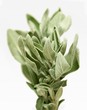 Fresh sage
