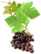 grappe de raisin avec feuilles de vigne