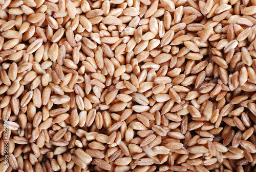 Photo: semi di farro semi di farro