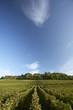Vines near Pupillin in the Jura, France