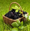 Fresh blackberries in a basket