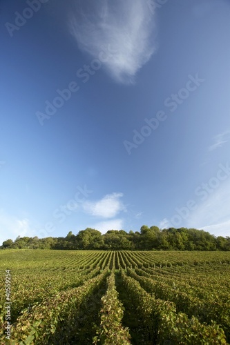 Photo: Vines near Pupillin in the Jura, France Vines near Pupillin in the Jura, France