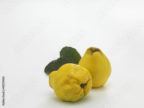 Photo: Two quinces with leaves Two quinces with leaves