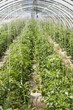 Tomatoes in a polytunnel
