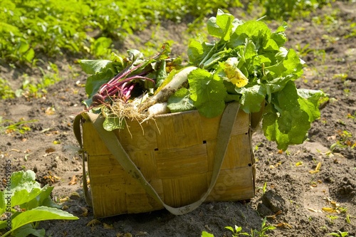 Foto: Basket of fresh vegetables in a field Basket of fresh vegetables in a field