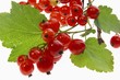 Red Currants on a Branch