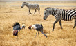 Gray Crowned Crane and zebras in Kenya Gray Crowned Crane and zebras in Kenya