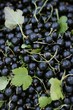 Blackcurrants with leaves