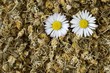 Daisy tea with fresh daisies
