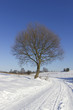 Winter road and lonely tree Winter road and lonely tree