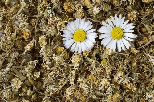 Photo: Daisy tea with fresh daisies Daisy tea with fresh daisies