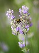 Lavender flowers with a bumble-bee