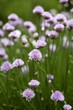 Flowering chives in the field