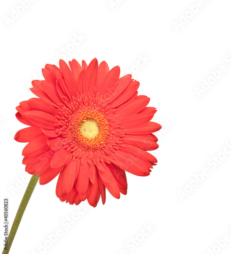 Photo: Rote Blume freigestellt Rote Blume freigestellt