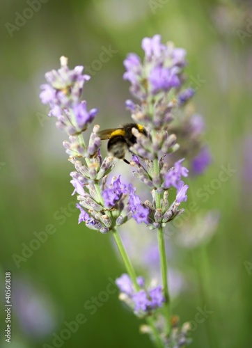 Photo: Lavender flowers with a bumble-bee Lavender flowers with a bumble-bee
