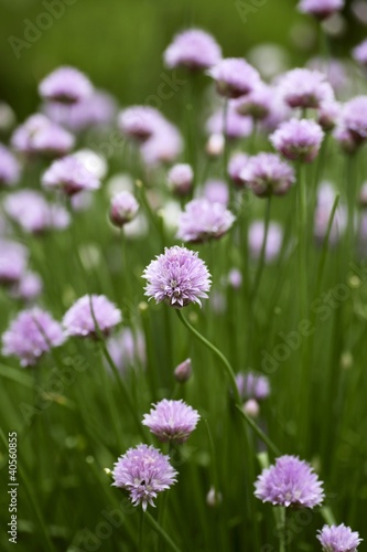 Photo: Flowering chives in the field Flowering chives in the field