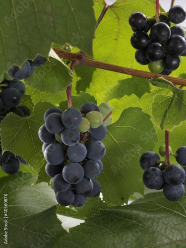 Photo: Pinot Noir grapes on the vine Pinot Noir grapes on the vine