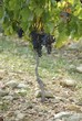 Merlot grapes on the vine (France)