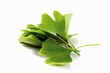 Fresh ginkgo leaves