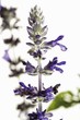 Flowers of Salvia speciosa