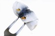 A rollmop speared on a fork