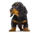 Portrait of standing puppy of Dachshund