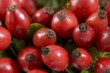 Fresh rose hips