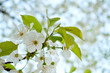 Flowering branche